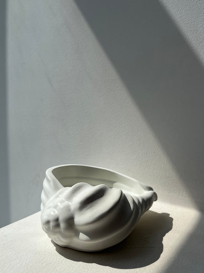 Conch Shell (wide)